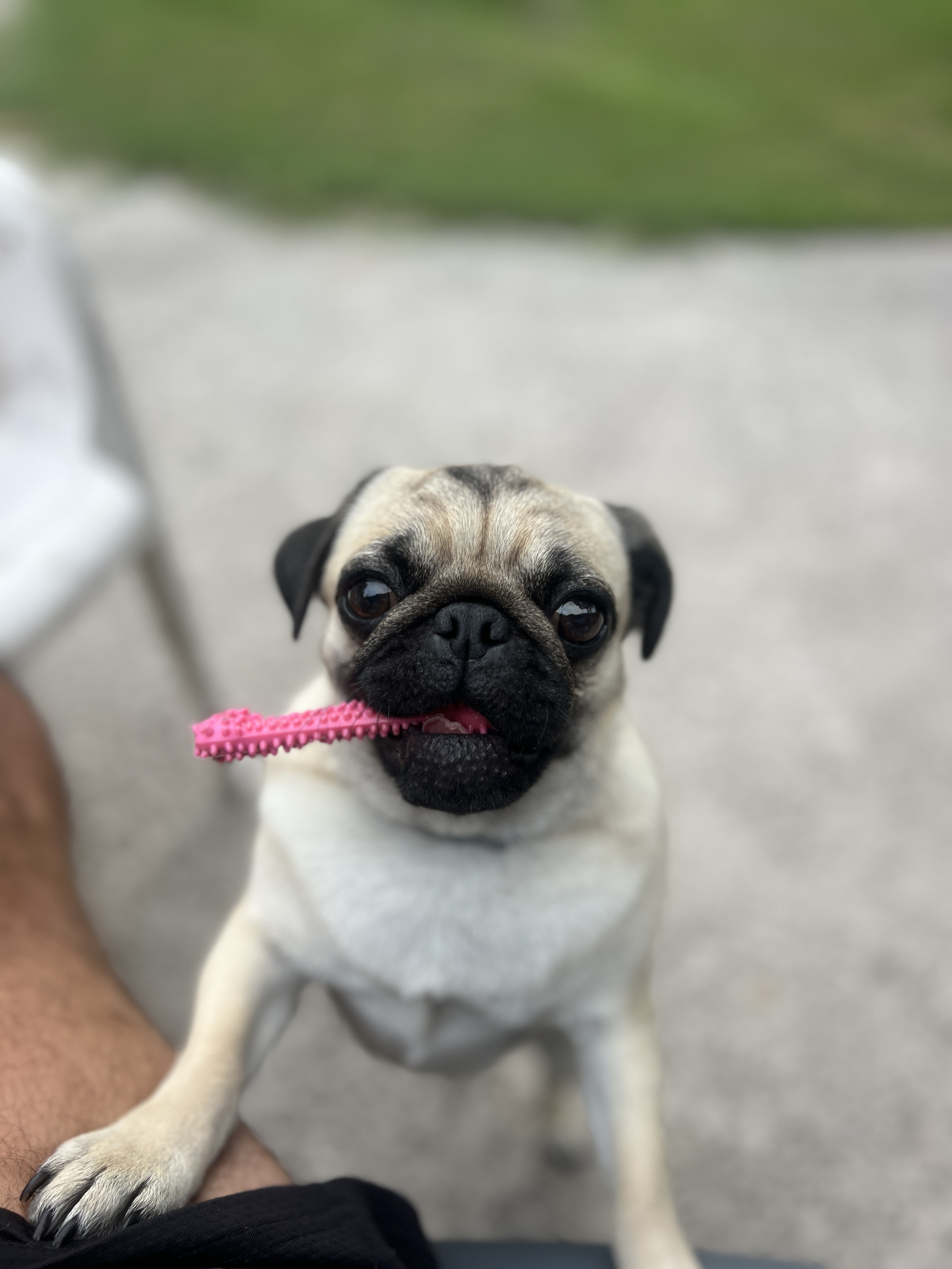 Barbie the Pug with a pink toy
