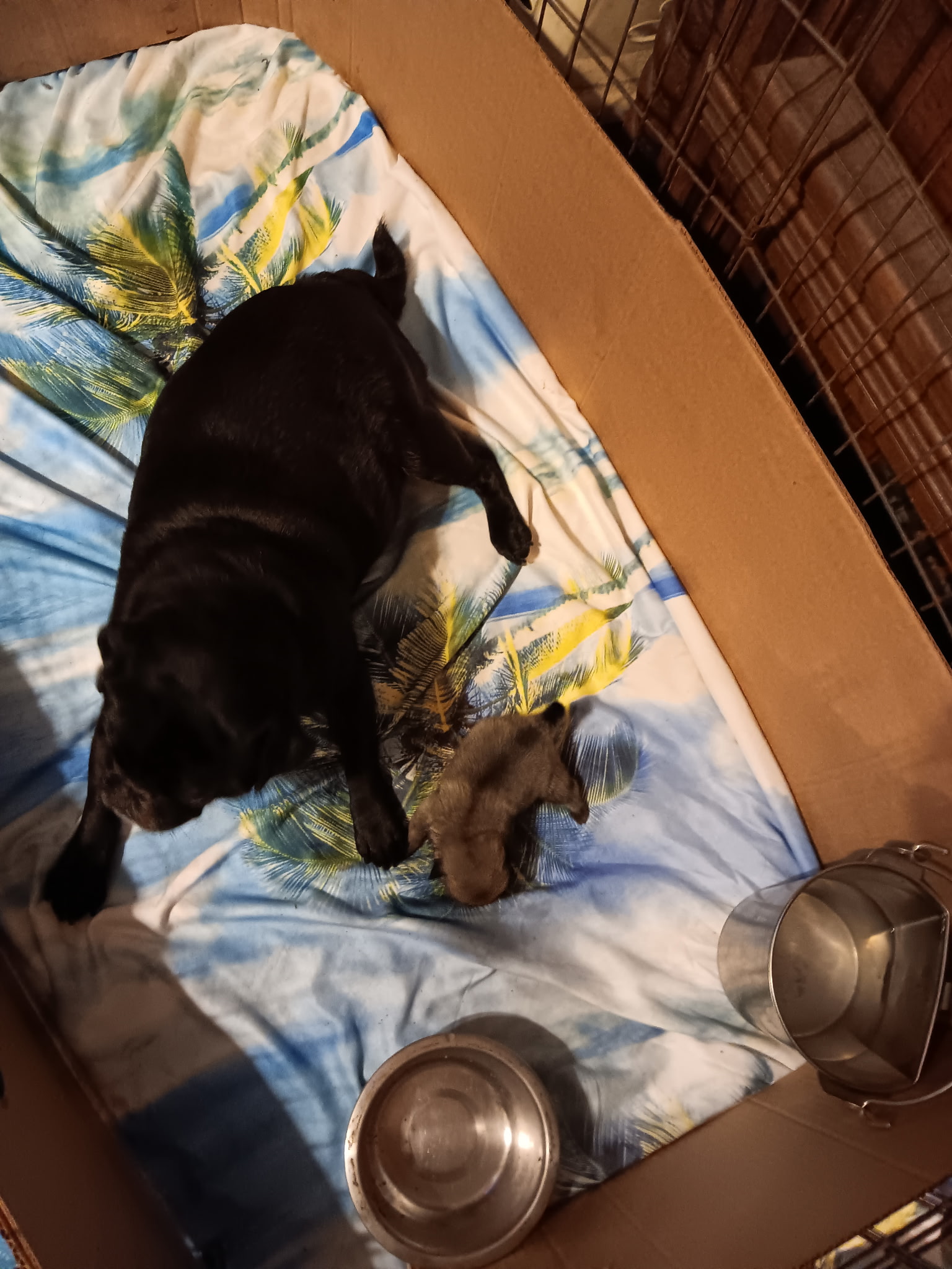 Barbie as a puppy